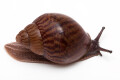 Achatina achatin achatina Ghana typ 2c juvenil